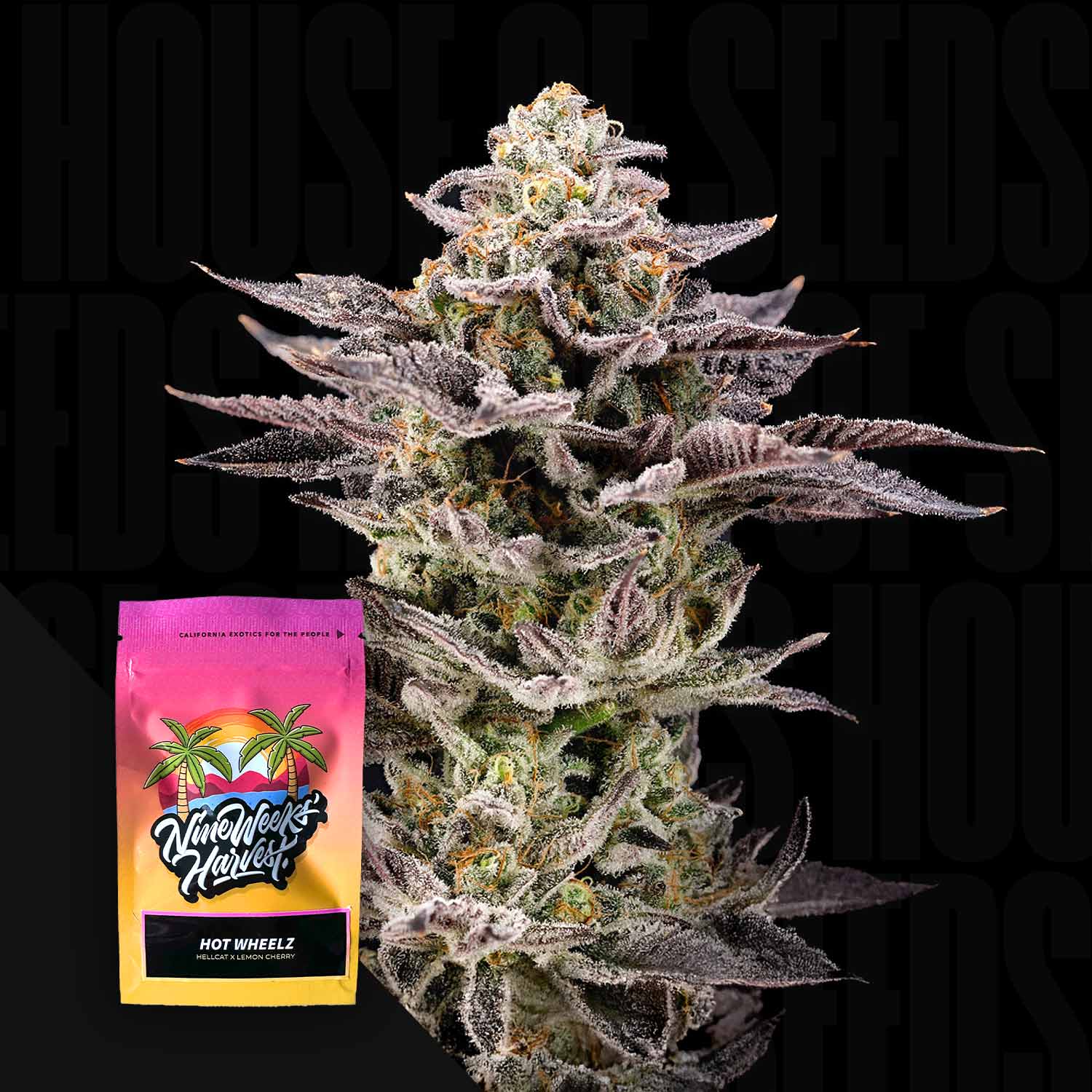 Hot Wheelz Feminisierte Cannabis Samen von Nine Weeks Harvest