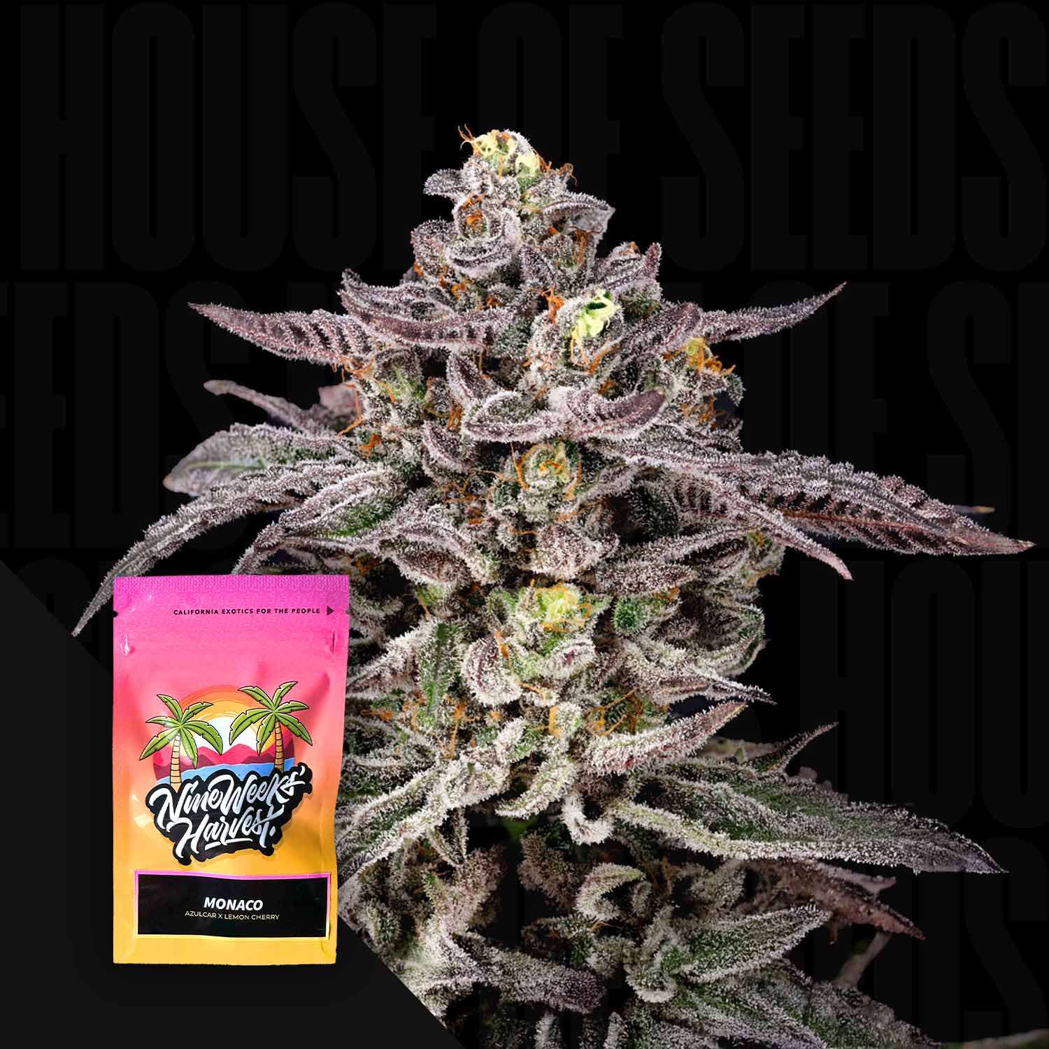 Monaco Feminisierte Cannabis Samen von Nine Weeks Harvest