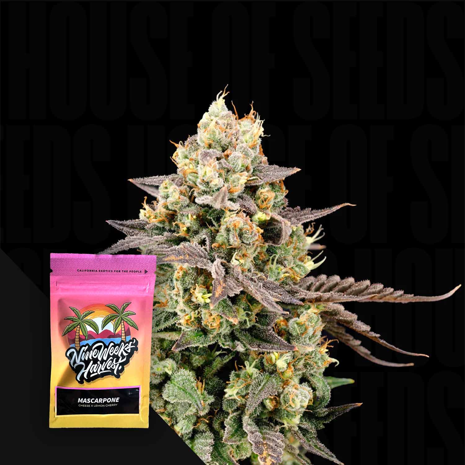 Mascarpone Feminisierte Cannabis Samen von Nine Weeks Harvest