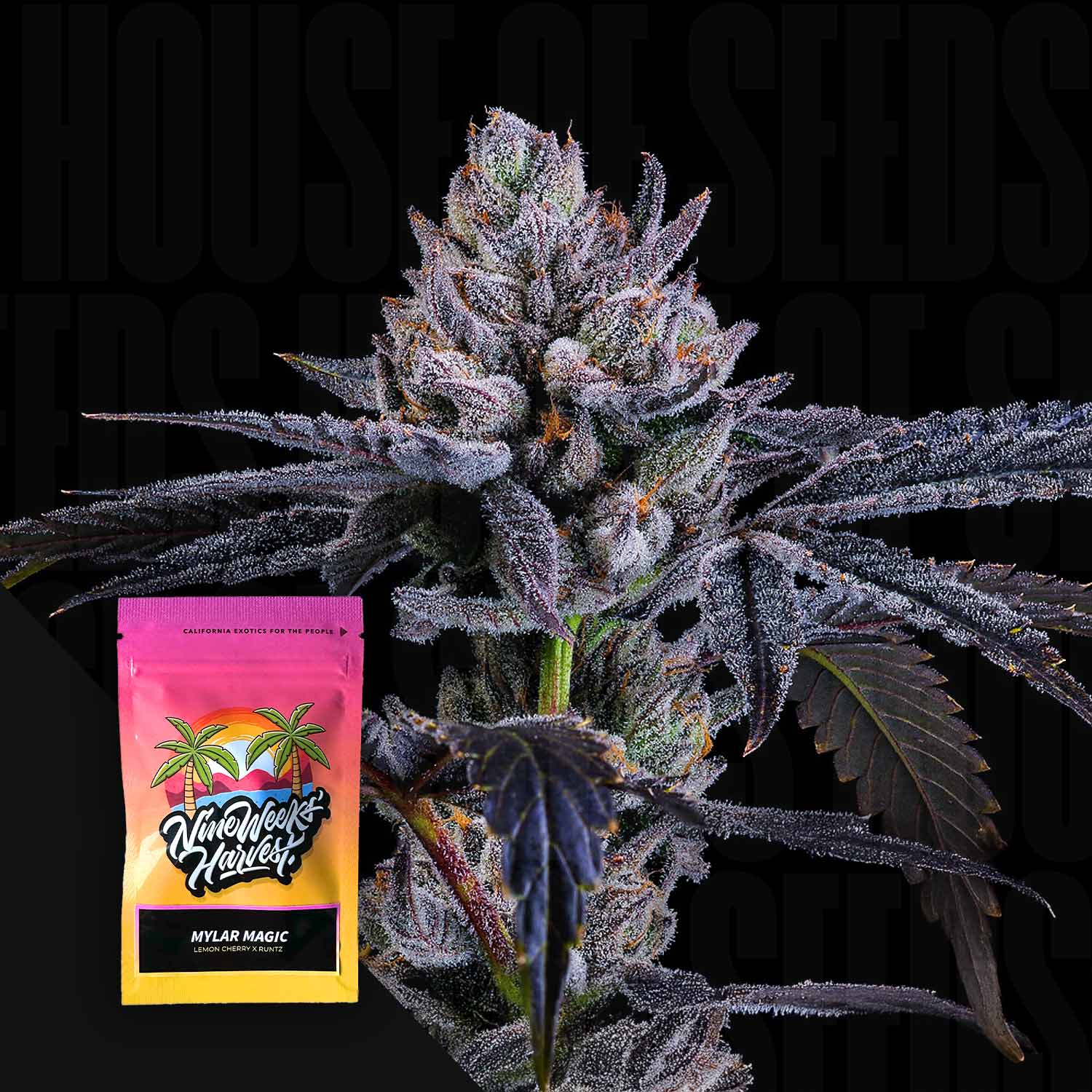 Mylar Magic Feminisierte Cannabis Samen von Nine Weeks Harvest
