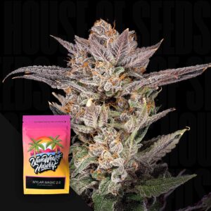 Mylar Magic 2.0 Feminisierte Cannabis Samen von Nine Weeks Harvest