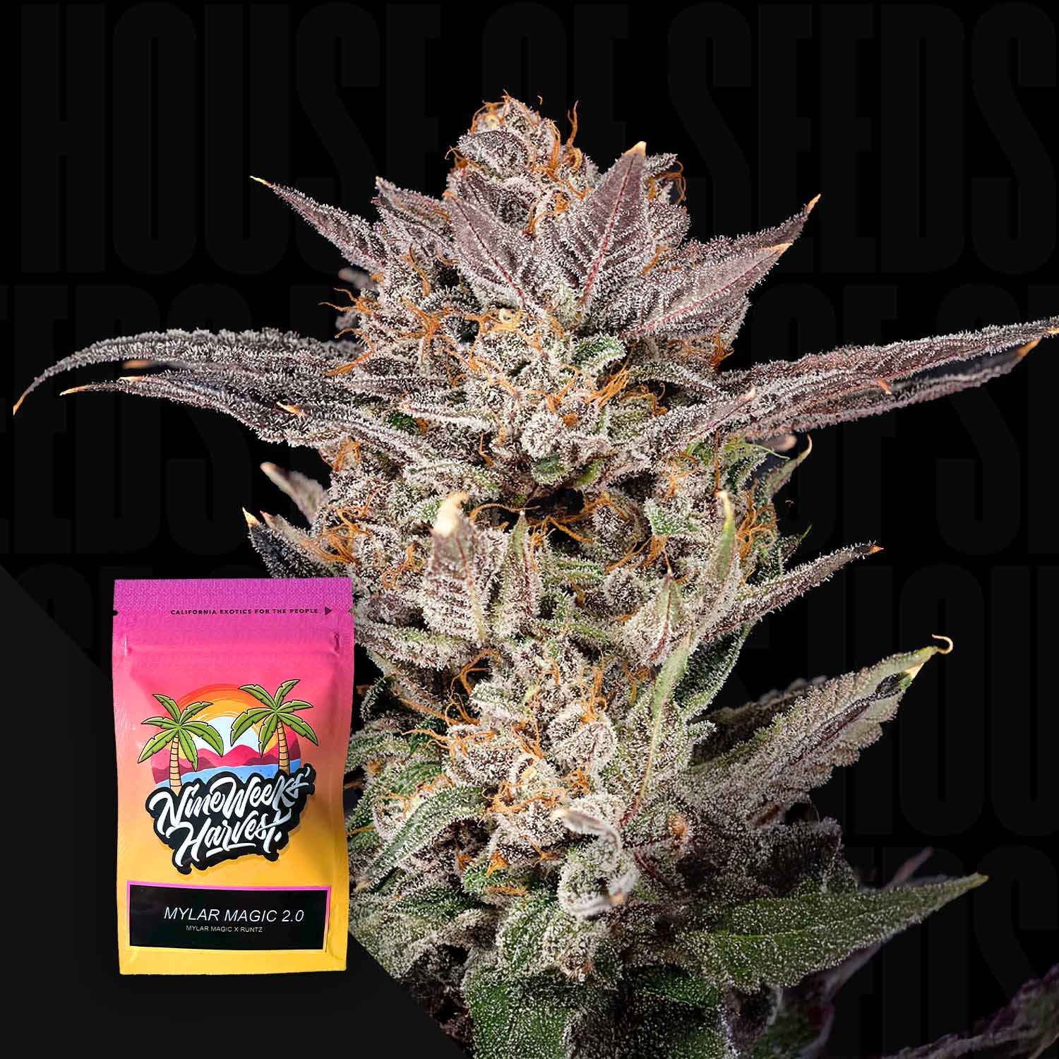 Mylar Magic 2.0 Feminisierte Cannabis Samen von Nine Weeks Harvest