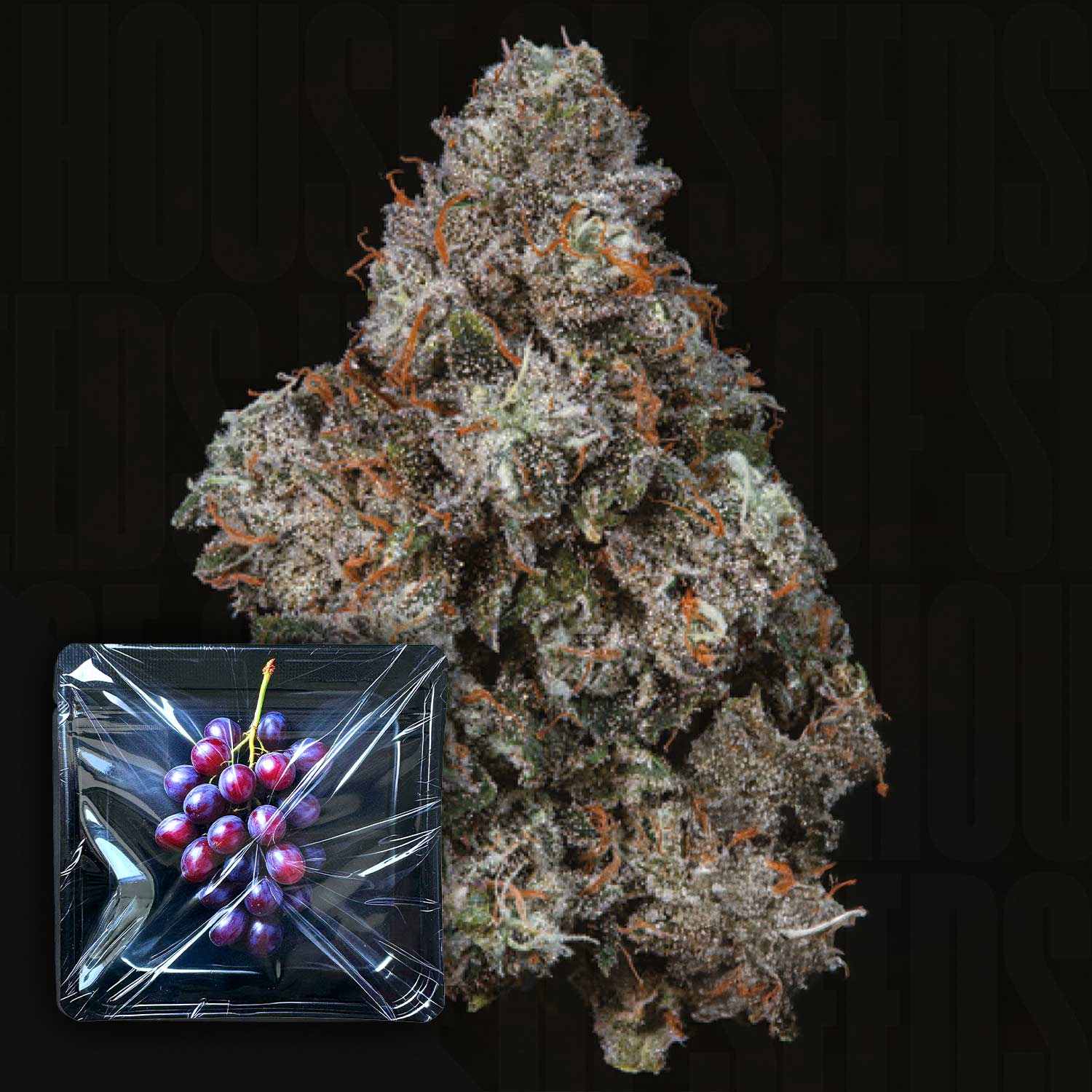 Pruno Feminisierte Cannabis Samen von Nine Weeks Harvest