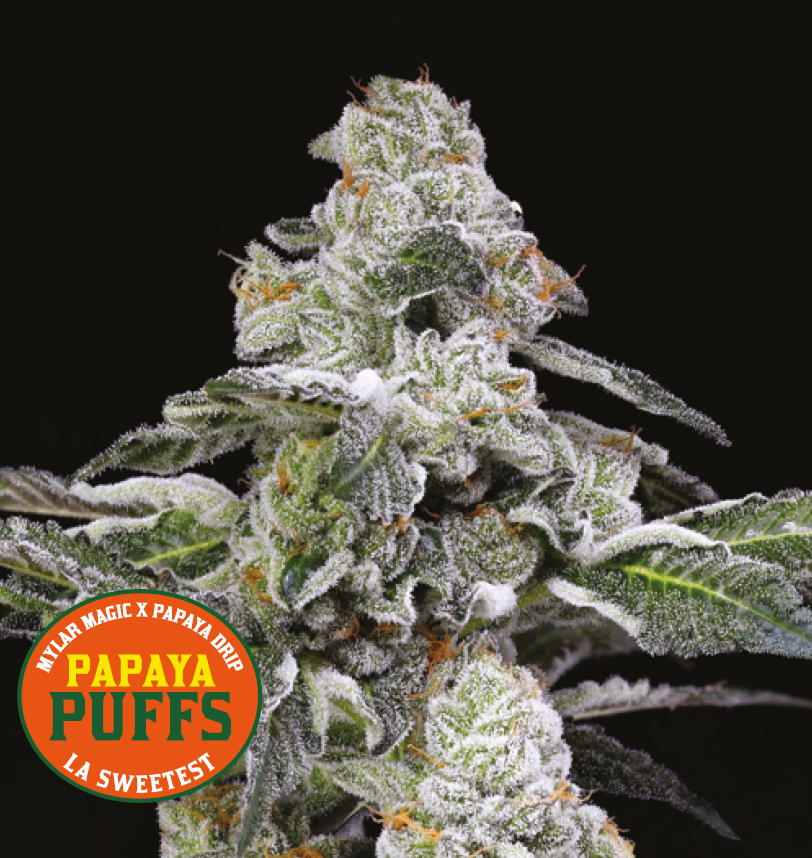 Papaya Puffs Feminisierte Cannabis Samen von Nine Weeks Harvest