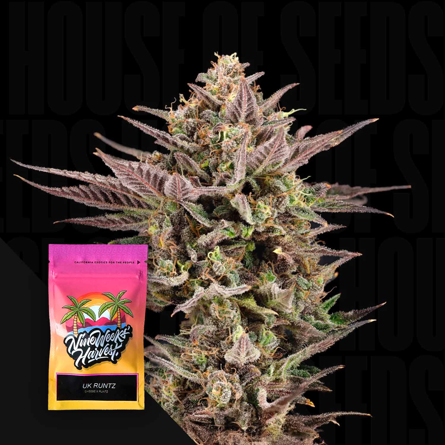 UK Runtz Feminisierte Cannabis Samen von Nine Weeks Harvest