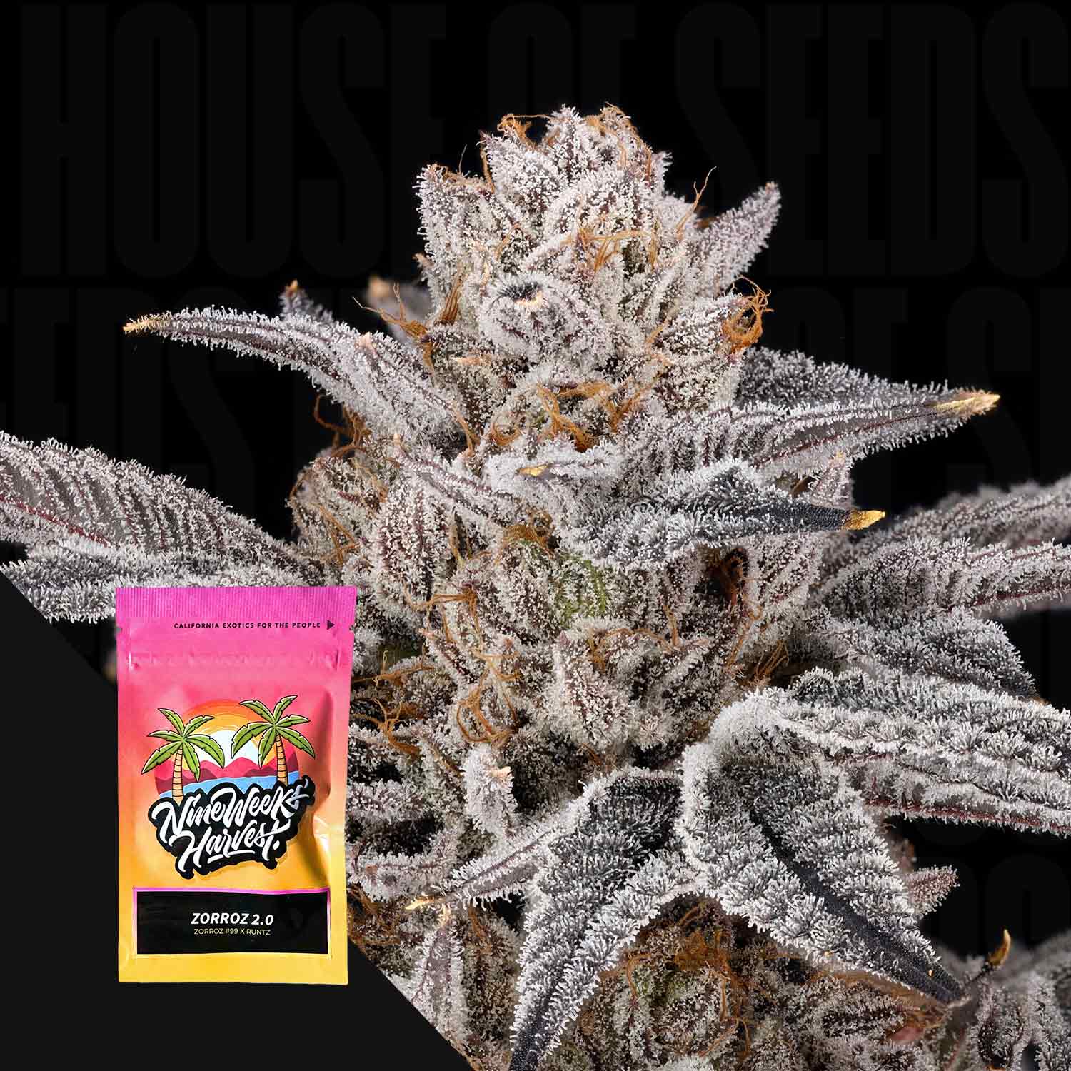Zorroz 2.0 Feminisierte Cannabis Samen von Nine Weeks Harvest