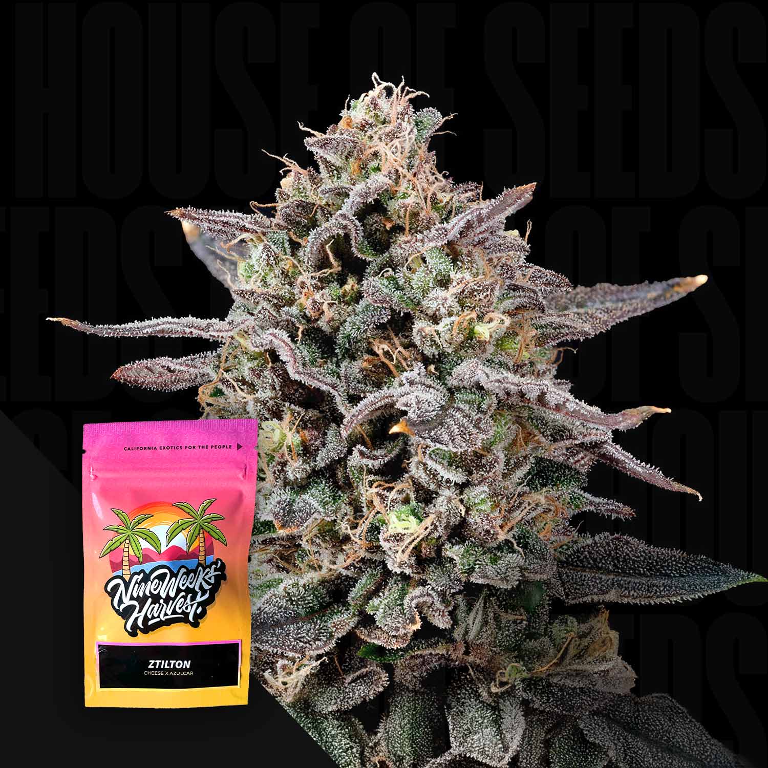 Ztilton Feminisierte Cannabis Samen von Nine Weeks Harvest