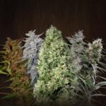 Ace Seeds ACE Mix regulär