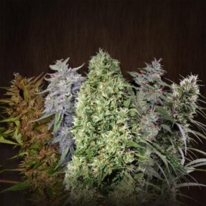 Ace Seeds ACE Mix regulär