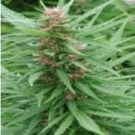 Ace Seeds Ace Mix feminisiert