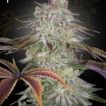 Green House Seed Co. AlienZ