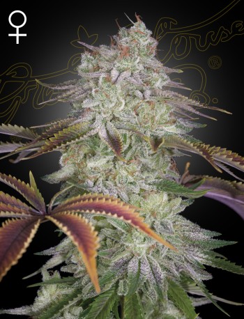 Green House Seed Co. AlienZ Cannabis Samen