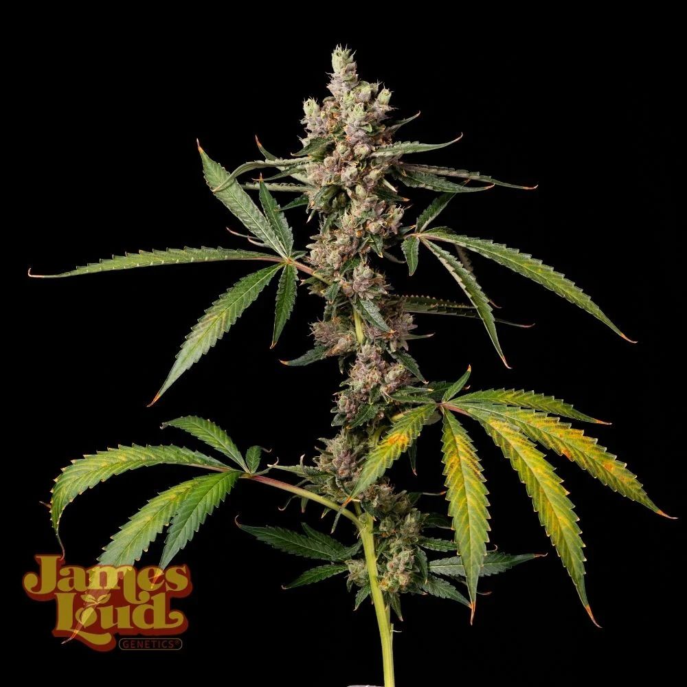 James Loud Genetics Apples & Banana Z reguläre Cannabis Samen