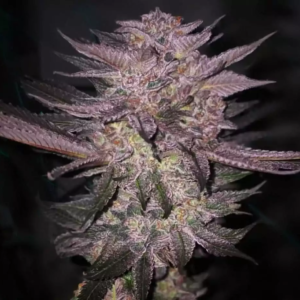 Ethos Genetics Atomic Fuego R1 feminisiert – 5 Samen