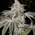 Ethos Genetics Atomic Leisure R1 feminisiert – 5 Samen