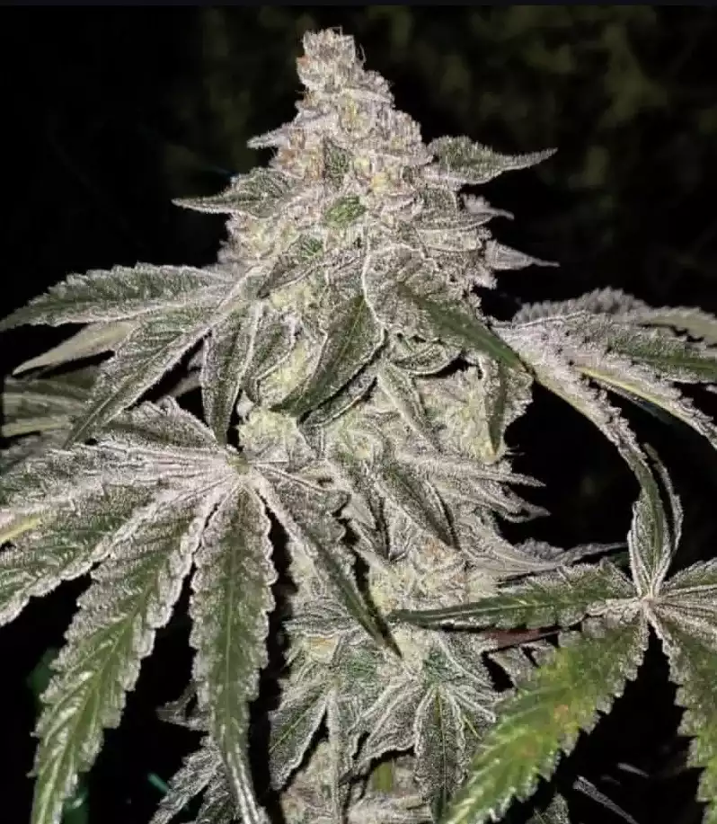 Ethos Genetics Atomic Leisure R1 feminisiert – 5 Samen