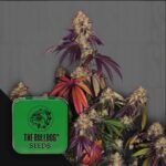 The Bulldog Gelato 17