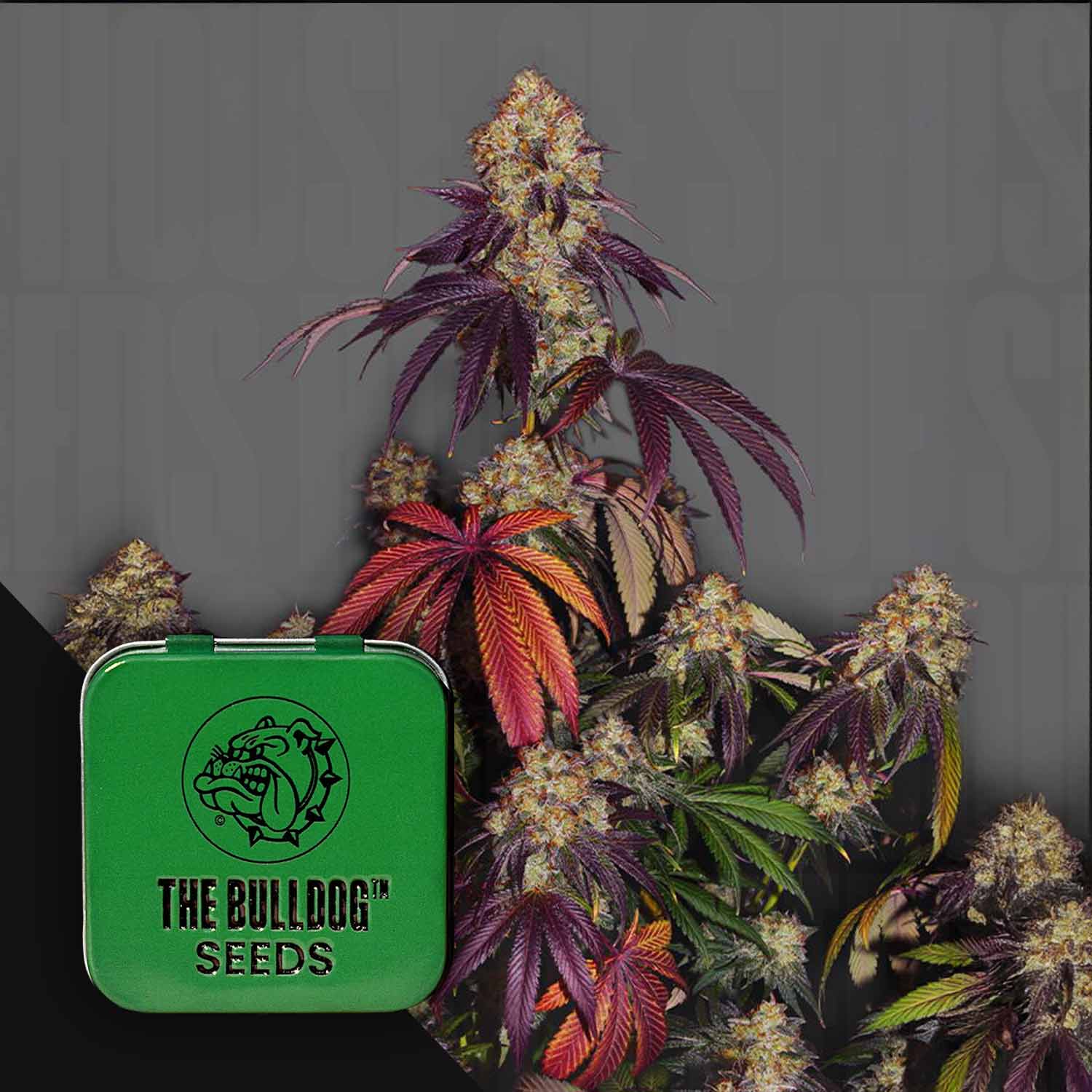The Bulldog Gelato 17 Feminisierte Cannabis Samen von The Bulldog Seeds