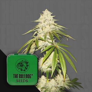 The Bulldog Joris Pound Cake