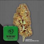 The Bulldog Amnesia