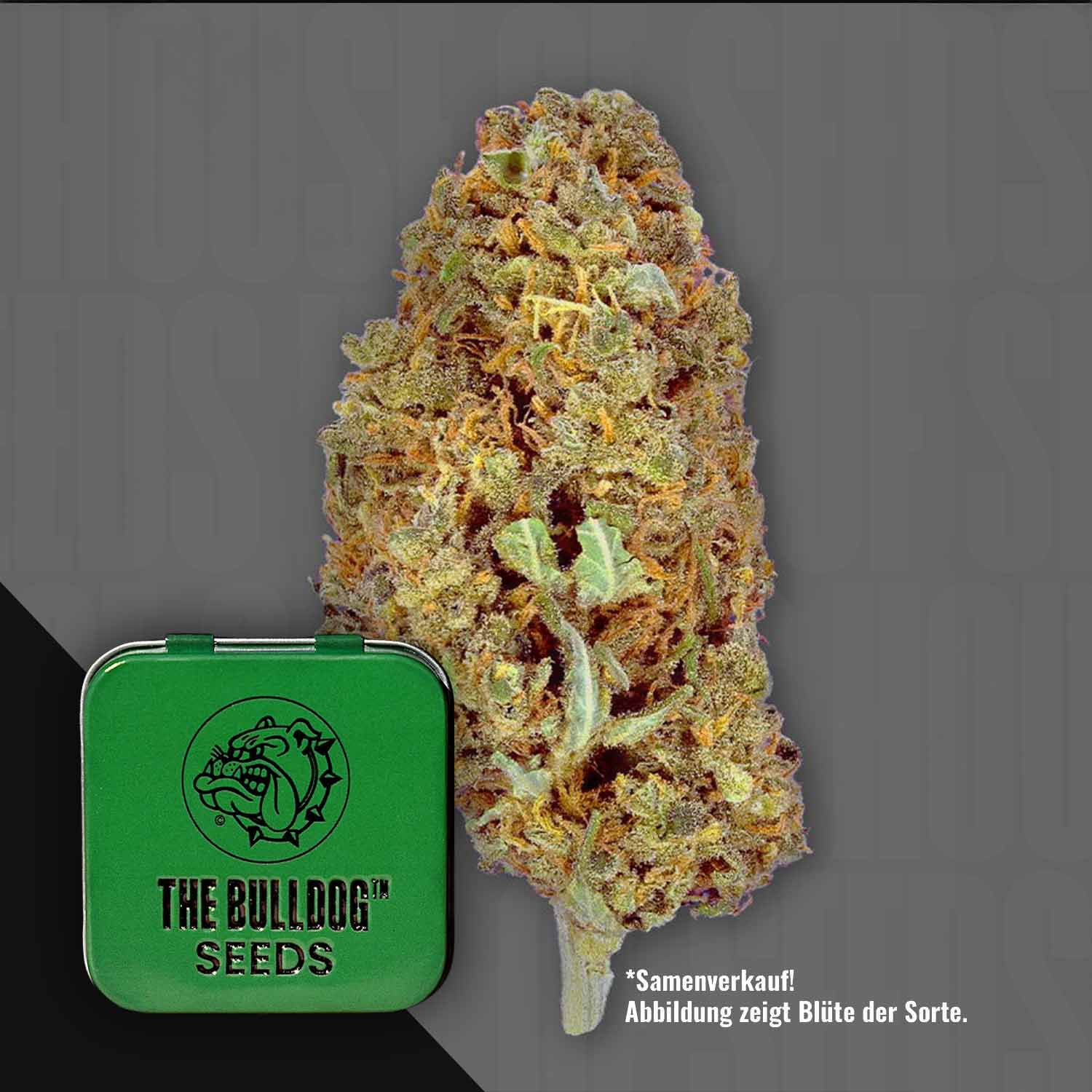 The Bulldog Amnesia Feminisierte Cannabis Samen von The Bulldog Seeds