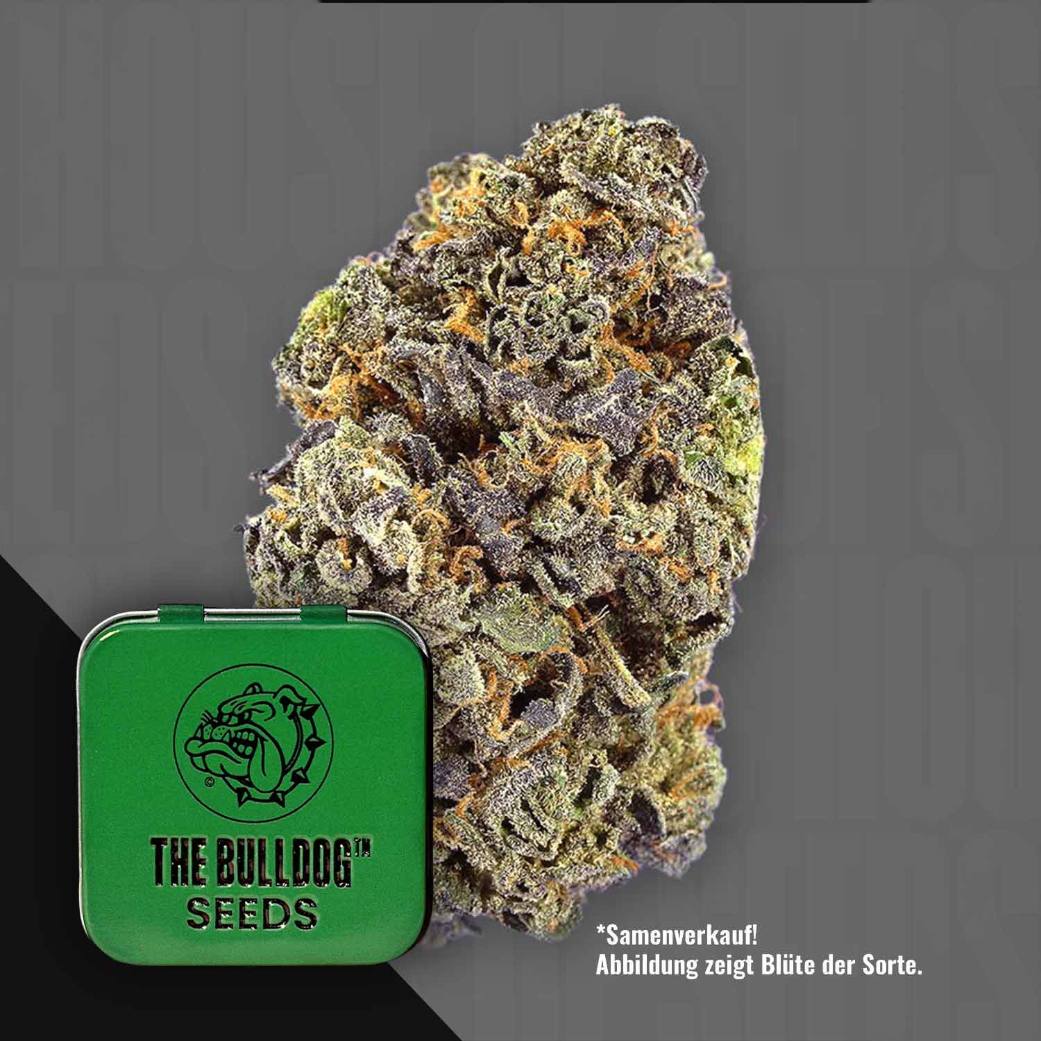 The Bulldog Gelato Auto Autoflowering Cannabis Samen von The Bulldog Seeds