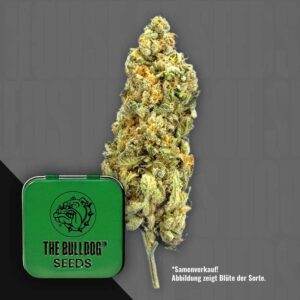 The Bulldog Mimosa