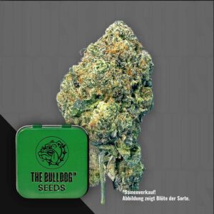 The Bulldog Runtz Feminisierte Cannabis Samen von The Bulldog Seeds