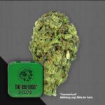 The Bulldog Sour Diesel