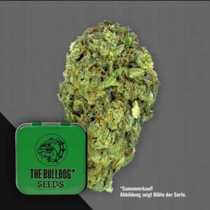 The Bulldog Sour Diesel Feminisierte Cannabis Samen von The Bulldog Seeds
