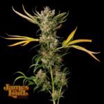 James Loud Genetics Banana Cough regulär – 3 Samen
