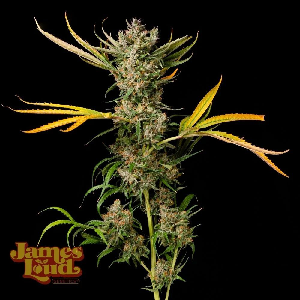 James Loud Genetics Banana Cough reguläre Cannabis Samen