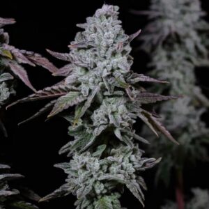 Ethos Genetics Banana Daddy IBL Auto feminisiert – 6 Samen