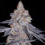 Ethos Genetics Banana Daddy R1 feminisiert – 5 Samen