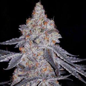 Ethos Genetics Banana Daddy R1 feminisiert – 5 Samen