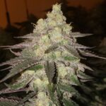 Ethos Genetics Banana Daddy RBX2 Auto feminisiert – 6 Samen