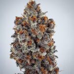 Ethos Genetics Banana Hammock RBX feminisiert – 5 Samen