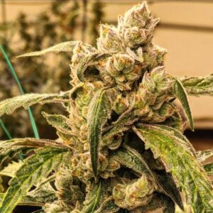 Ethos Genetics Banana Jealousy IBL Auto feminisiert – 6 Samen