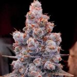 Ethos Genetics Banana Jealousy RF3 Auto feminisiert – 6 Samen