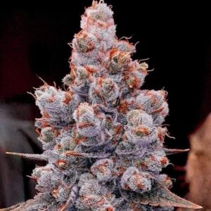 Ethos Genetics Banana Jealousy RF3 Auto feminisiert – 6 Samen