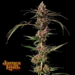 James Loud Genetics Banana Punch Gelato Auto autoflowering – 3 Samen