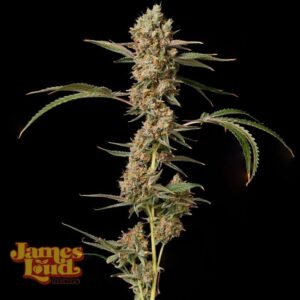 James Loud Genetics Banana Punch OG Auto autoflowering – 3 Samen