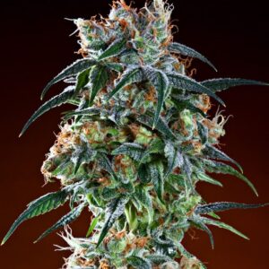 Grand Daddy Genetics Bay 11 regulär – 10 Samen