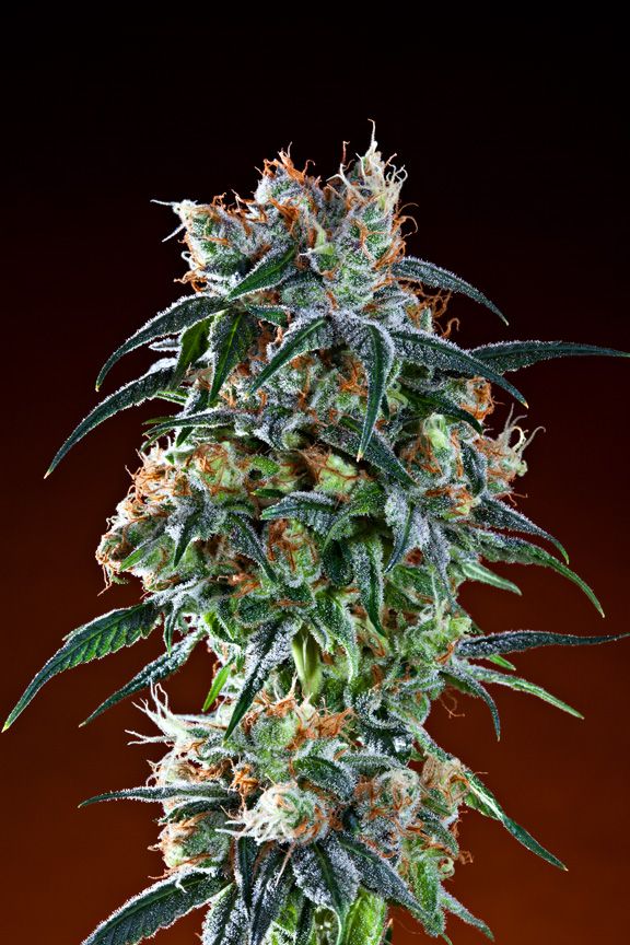 Grand Daddy Genetics Bay 11 reguläre Cannabis Samen