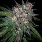 Grand Daddy Genetics Bay Berry regulär – 10 Samen