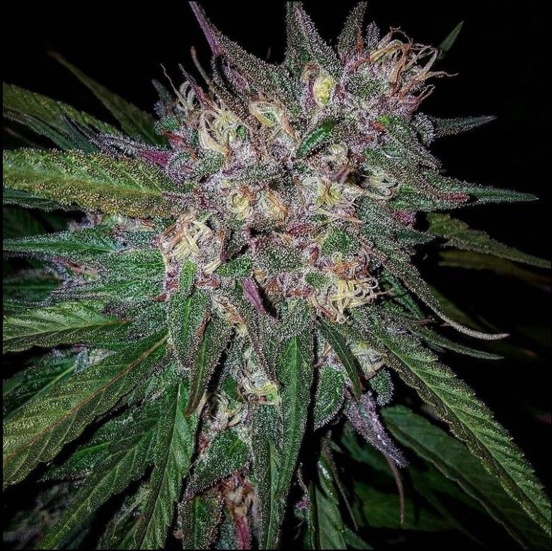 Grand Daddy Genetics Bay Berry reguläre Cannabis Samen