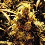 Grand Daddy Genetics Bay Dream regulär – 10 Samen