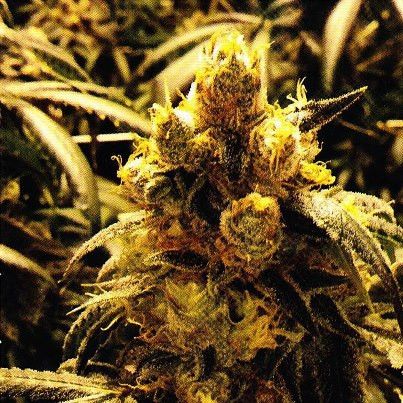 Grand Daddy Genetics Bay Dream reguläre Cannabis Samen