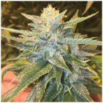 Grand Daddy Genetics Bay Lotus regulär – 10 Samen