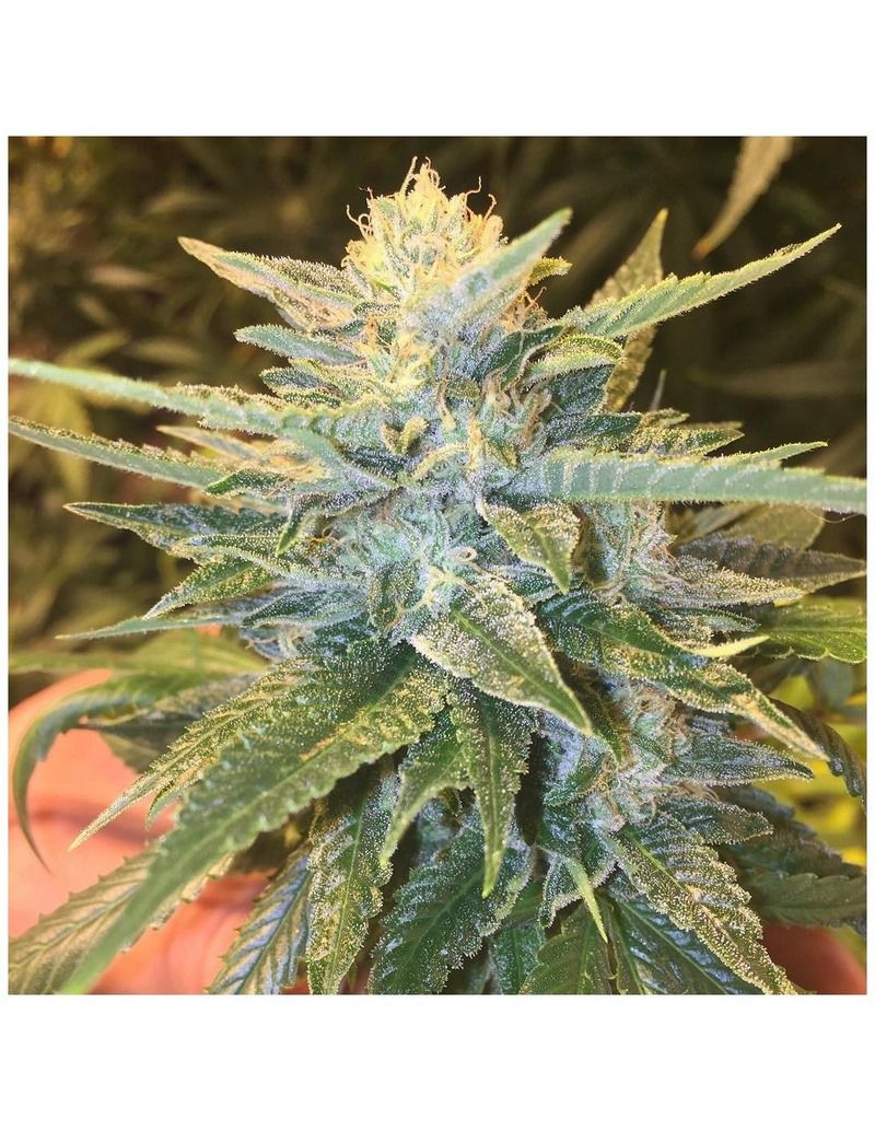 Grand Daddy Genetics Bay Lotus reguläre Cannabis Samen